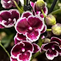 Phalaenopsis Miki Pink Panther *big lip