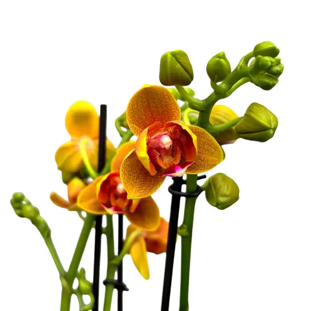 Phalaenopsis Lioulin Orange D12 - Flori Pelorice Si Parfumate