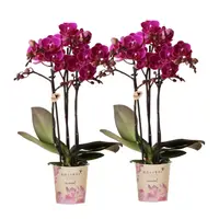 COMBI DEAL – 2 paarse Morelia orchideeën