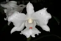 Dendrobium kontumense