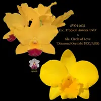 Cattleya Orchid Hybrid SVO11631 (Lc. Tropical Aurora 'SVO' x Slc. Circle of Love 'Diamond Orchids' FCC/AOS)