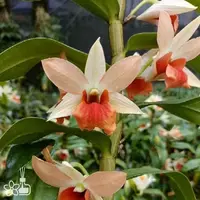 [Bare-root] Den. Frosty Dawn 香橙 [2.8 BS][Aug in stock 26]