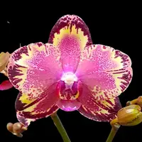 Phalaenopsis I-Hsin The Big Bang '959' — Fără flori, frunza cu defect - ghiveci 2.5 inch