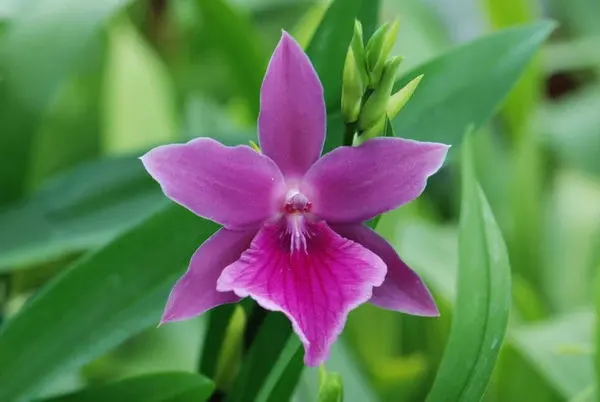 Miltonia HONOLULU 'Warne's Best'
