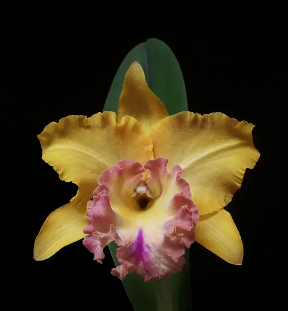 Rhyncholaeliocattleya Chao Praya Gold 'Goldie' (Rhyncholaeliocattleya)