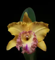 Rhyncholaeliocattleya Chao Praya Gold 'Goldie'