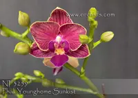 Phal. Younghome Sunkist (Phal. Lih Jianq Girl x Kuntrarti Rarashati)