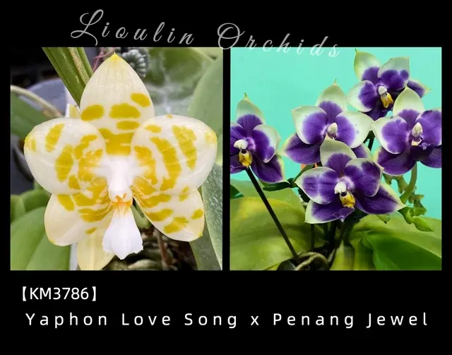 Phalaenopsis Yaphon Love Song x Penang Jewel (Phalaenopsis)
