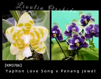 KM3786 Phalaenopsis (Yaphon Love Song x Penang Jewel) - Seed Grown