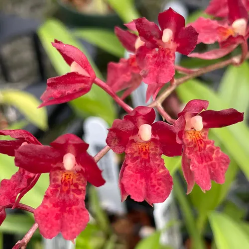 Howeara Lava Burst AM/AOS, Blooming Size - Larger Plants 'Puanani' (Howeara)
