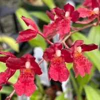 Howeara Lava Burst 'Puanani' AM/AOS, Blooming Size - Larger Plants