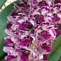 Fragrant Orchid Rhyncostylis gigantea (Spots) Live Mature Orchid