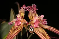 Bulbophyllum wendlandianum