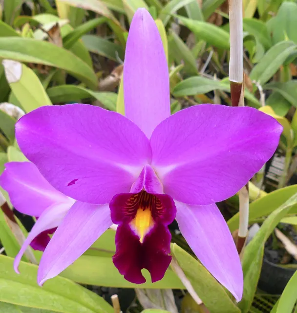 Laeliocattleya Miss Wonderful (Laeliocattleya)