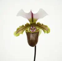 Paphiopedilum spicerianum