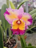 Rlc. Dick Smith ‘Paradise’ (5″ Pot)