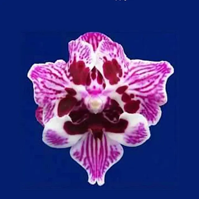 Phalaenopsis Lianher Happy Girl