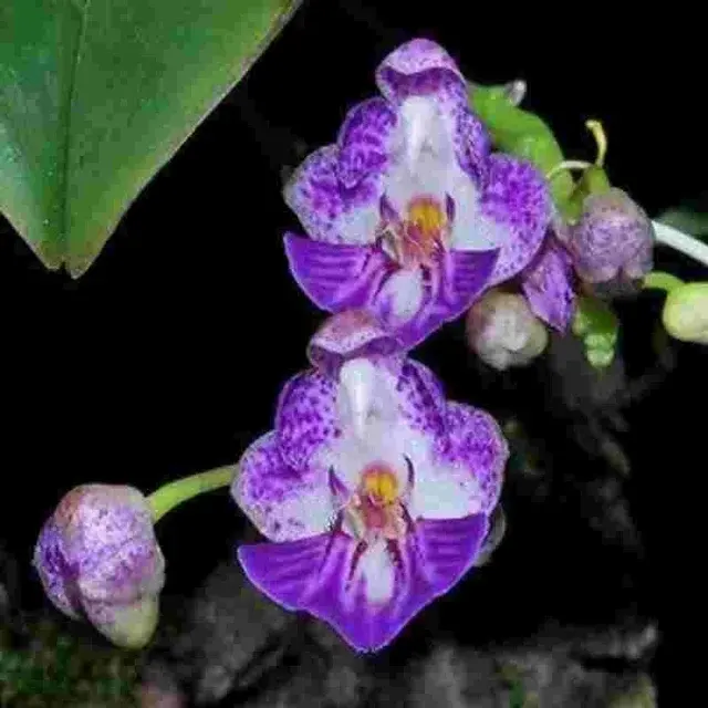 Phalaenopsis appendiculata sp (Phalaenopsis)