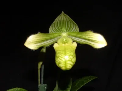 Paphiopedilum venustum forma album 'Rage' (Paphiopedilum)