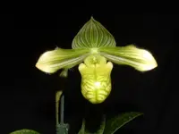 Paphiopedilum venustum forma album ('Rage' x 'Green Marble')