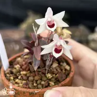 [Bare-root] Dendrobium officinale 'Danxia Dwarf' 丹霞米鐵 [1.7" BS] [Jun in stock]