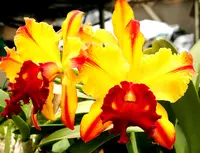 Blc. Toshie Aoki ‘Pizazz’ 2 1/2 inch pot