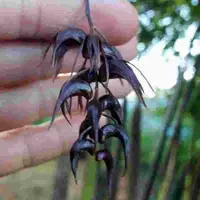 Dendrobium strongylanthum fma. black sp.