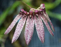 Bulbophyllum for sale