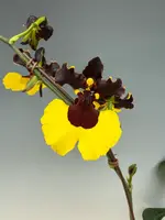 Gomesa Jiaho Queen 'Jia Ho' FCC/AOS (Mulattas' Dancing x varicosa)