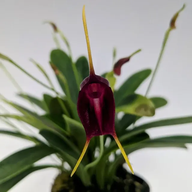 Masdevallia Othello (Masdevallia)