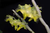 Dendrobium roslii (syn.terengganuensis)