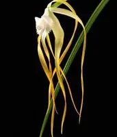 Brassavola cuculata fma. 'Yellow'