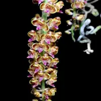 Pomatocalpa bambusarum sp.