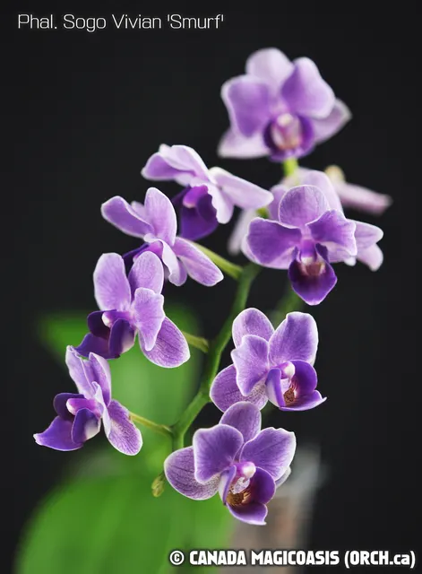 Phalaenopsis Sogo Vivian 'Smurf' (Phalaenopsis)