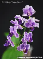 Phal. Sogo Vivian 'Smurf' (Special Indigo) (PM293) (Hybrid)