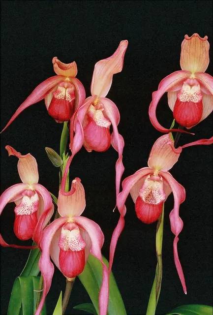 Phragmipedium Schroederae (Phragmipedium)