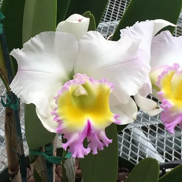 Rhyncholaeliocattleya Heavenly Sweet Volcano Queen (Rhyncholaeliocattleya)