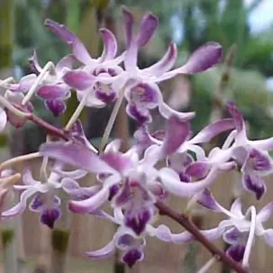 Dendrobium Blue Twinkle 'Valley Isle' (Dendrobium)