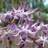 Dendrobium Blue Twinkle 'Valley Isle' AM/AOS