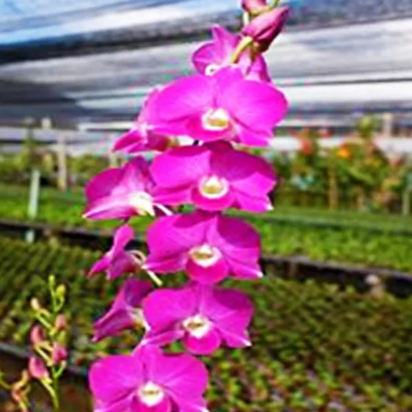 Dendrobium Burana Beauty Stripe (Dendrobium)