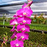 Dendrobium Orchid Plant Burana Beauty Stripe - Seedling