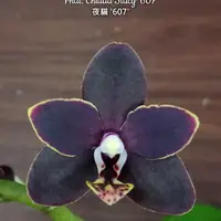 Phal. Chiada Stacy '607', Blooming Size, FREE Shipping