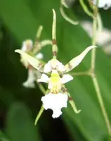 Oncidium phymatochilum — blühfähige Pflanzen