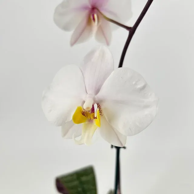 Phalaenopsis philippinense