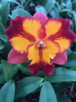 CAO38 Pot. Burana Fire 'Momilani' 3 1/4 inch pot (1 year to bloom)