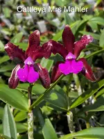 Cattleya Mrs Mahler