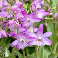 [Rooted] Den. kingianum 粉色澳洲香水石斛 [2.5" BS][Aug in stock 26]