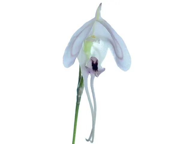 Porroglossum josei