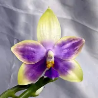 Phalaenopsis Mainshow Jennifer 260423 Flowering Large Plant