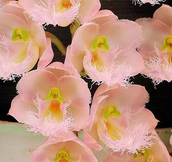 Clowesia Rebecca Northen 'Mikabi' (Clowesia)